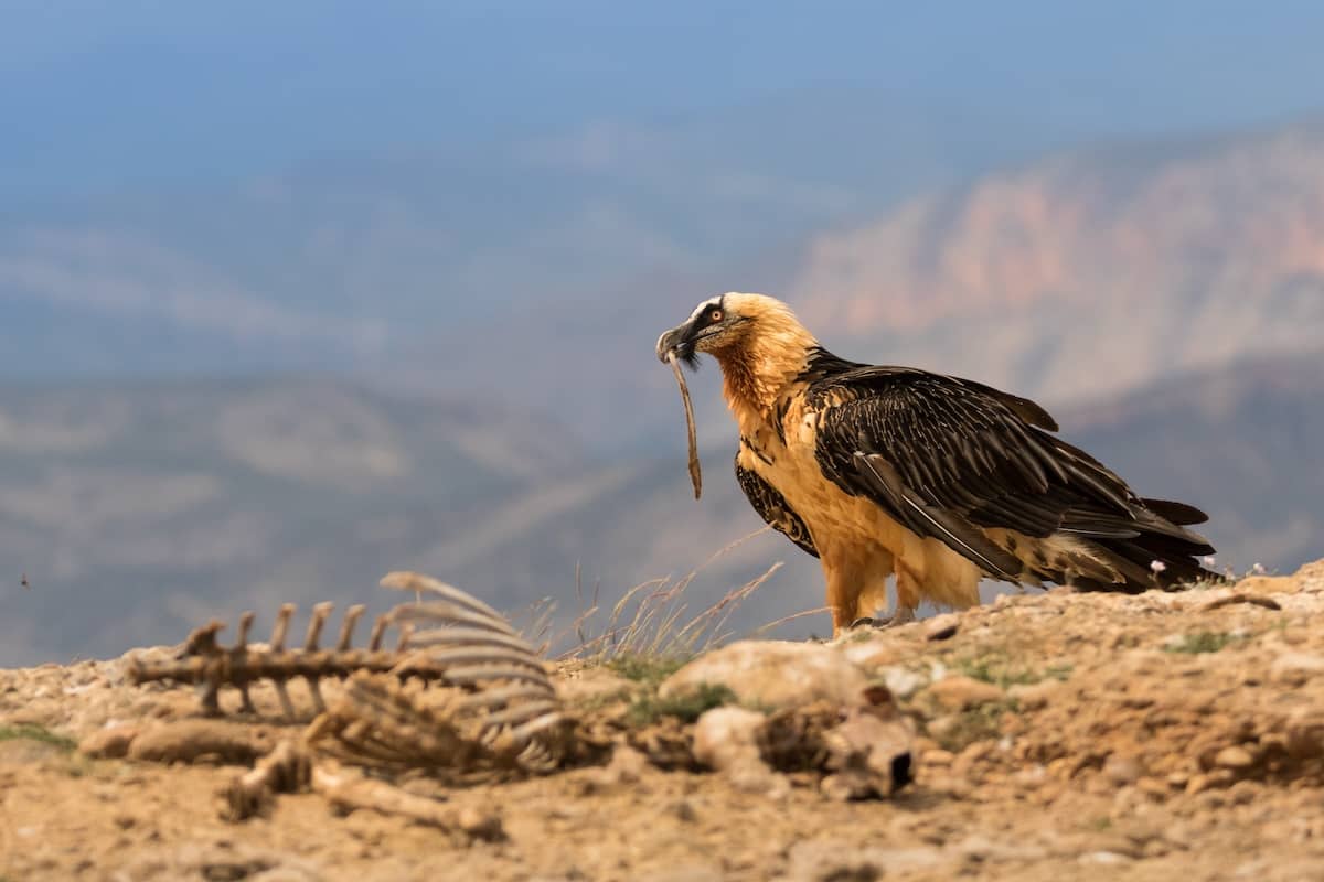 Quebrantahuesos (Gypaetus barbatus)