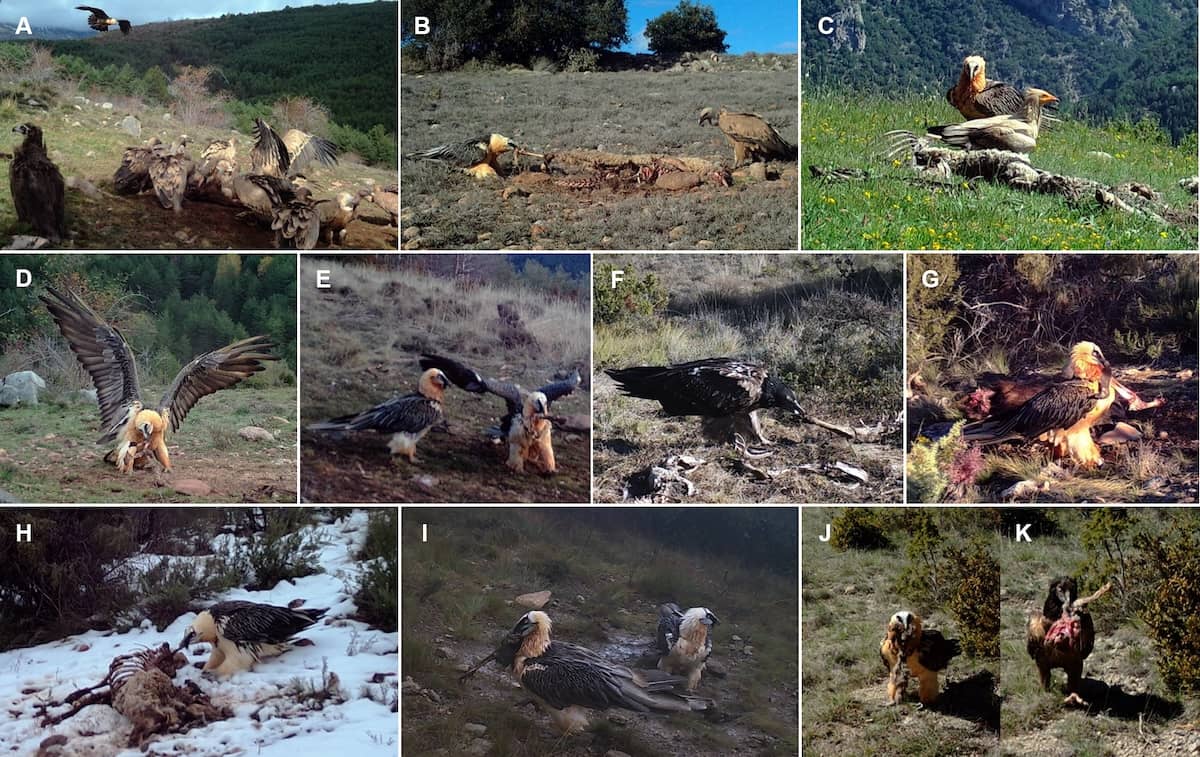 Los buitres leonados facilitan la detección y preparación de carroña al quebrantahuesos