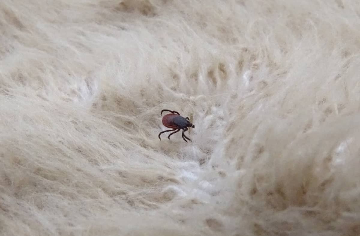 garrapata Ixodes ricinus