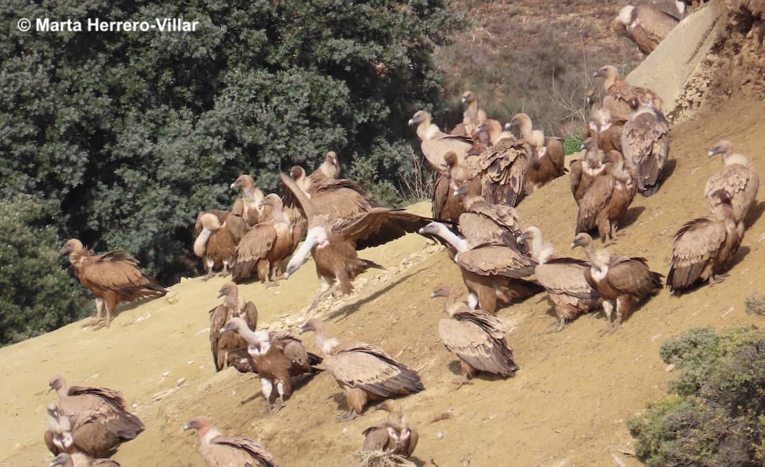 Fármacos veterinarios en aves carroñeras y otras rapaces: una perspectiva toxicológica para mejorar las evaluaciones de riesgos