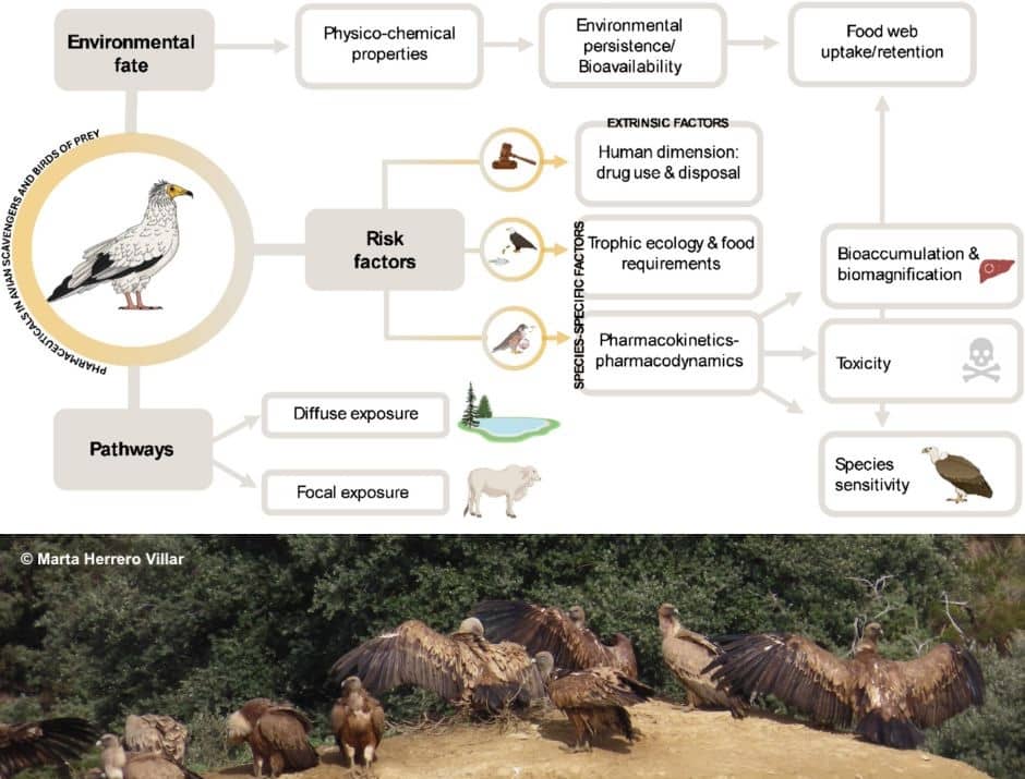 Fármacos veterinarios en aves carroñeras y otras rapaces: una perspectiva toxicológica para mejorar las evaluaciones de riesgos