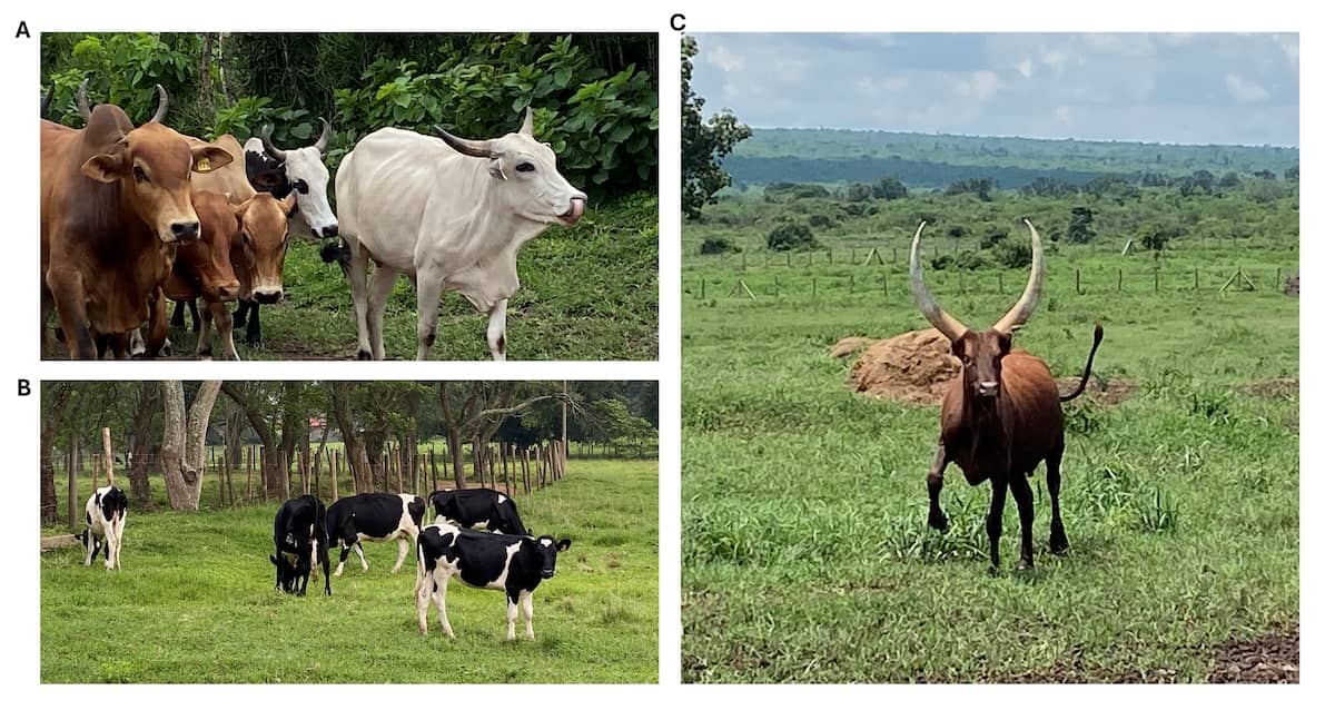 Subolesina como vacuna antigarrapatas para el ganado en Uganda