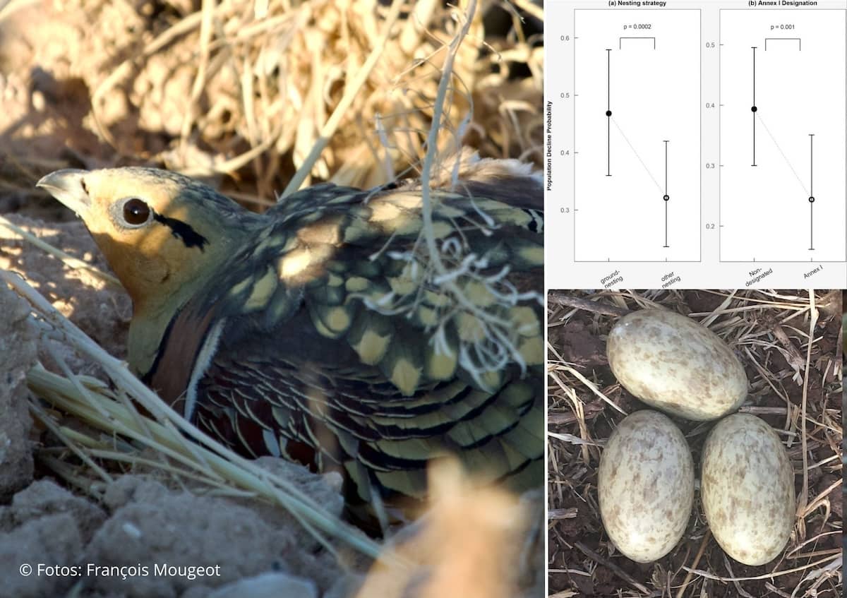 El declive de las aves que anidan en el suelo demanda nuevos enfoques para la conservación de la avifauna en Europa