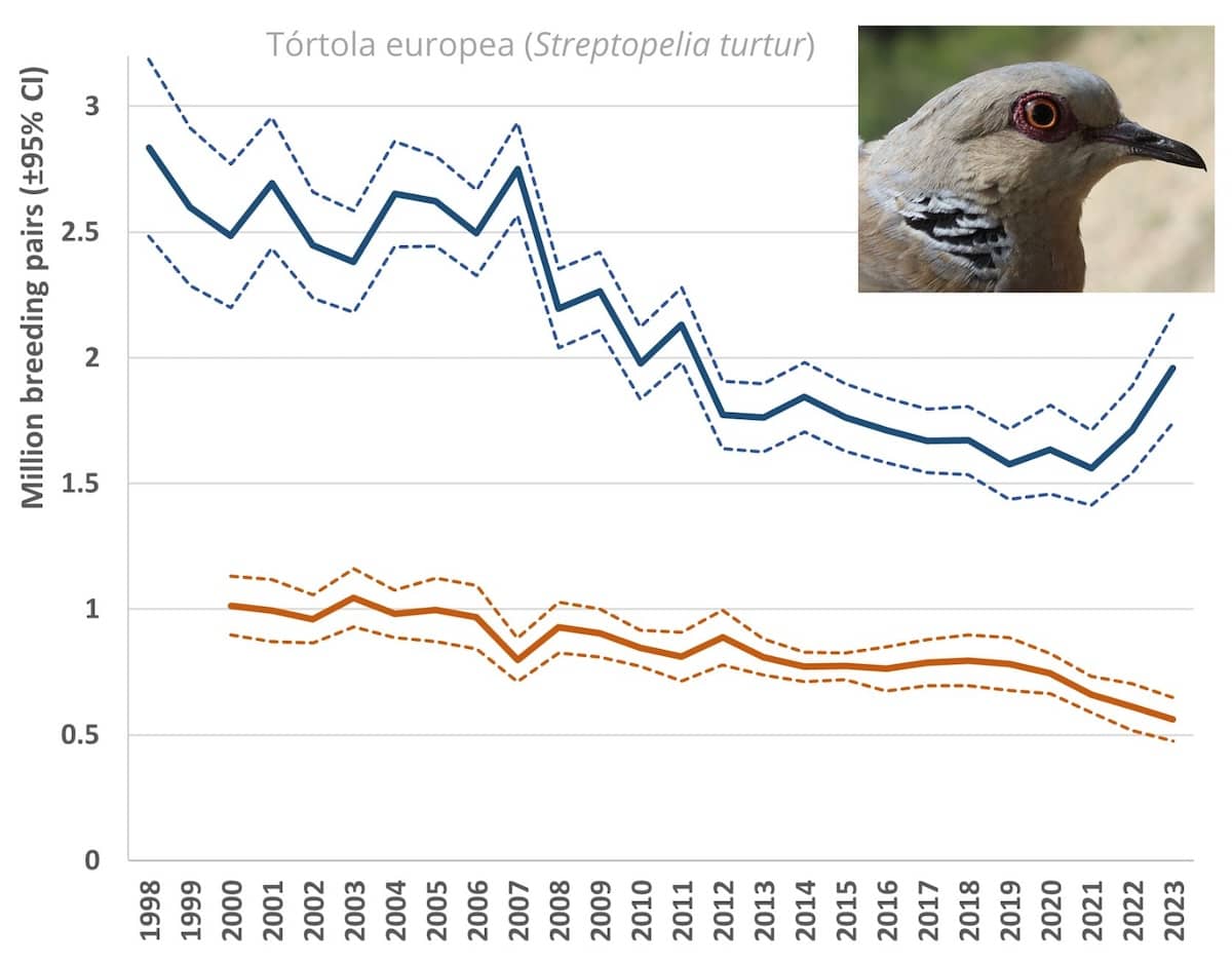 La tórtola europea se recupera gracias a la gestión cinegética adaptativa