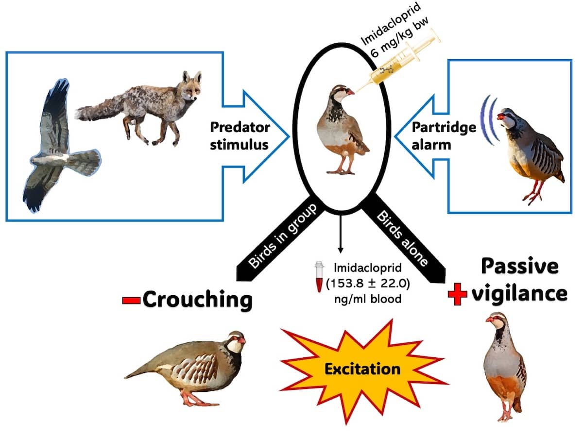 Los insecticidas neonicotinoides afectan a la respuesta de las aves frente a los depredadores 