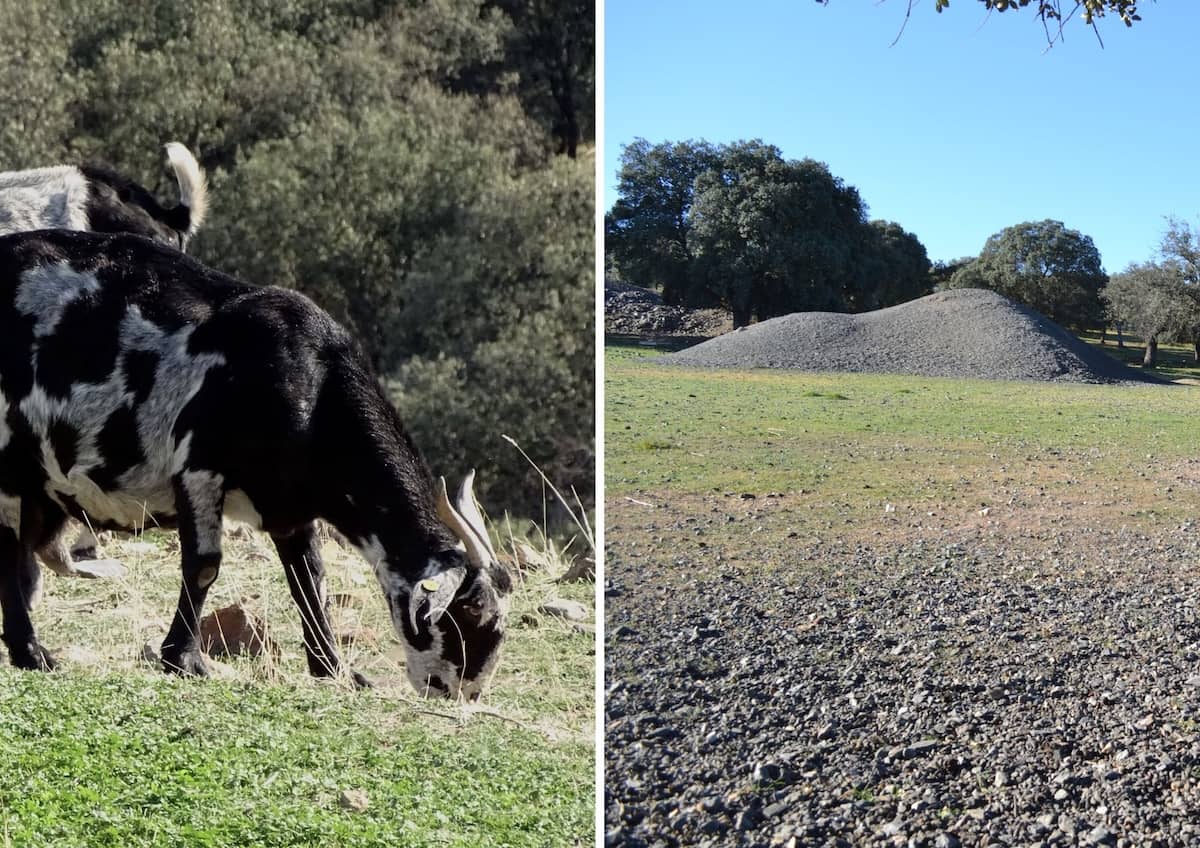 Cabras expuestas a la contaminación por plomo: implicaciones para la salud animal y la seguridad alimentaria