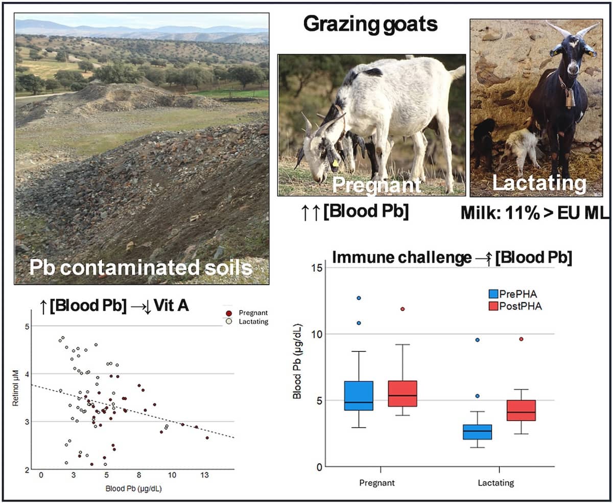 Cabras expuestas a la contaminación por plomo: implicaciones para la salud animal y la seguridad alimentaria