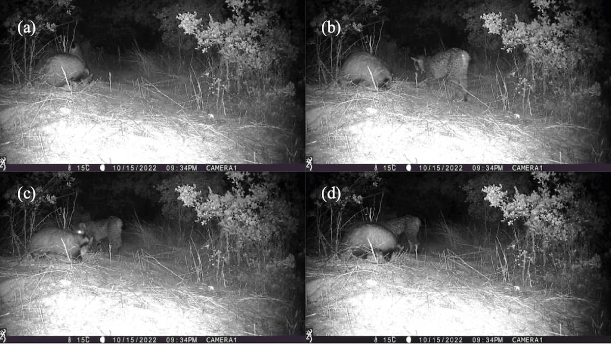 Secuencia de imágenes de un encuentro entre un tejón y un lince en una madriguera de conejo en una finca de Montes de Toledo