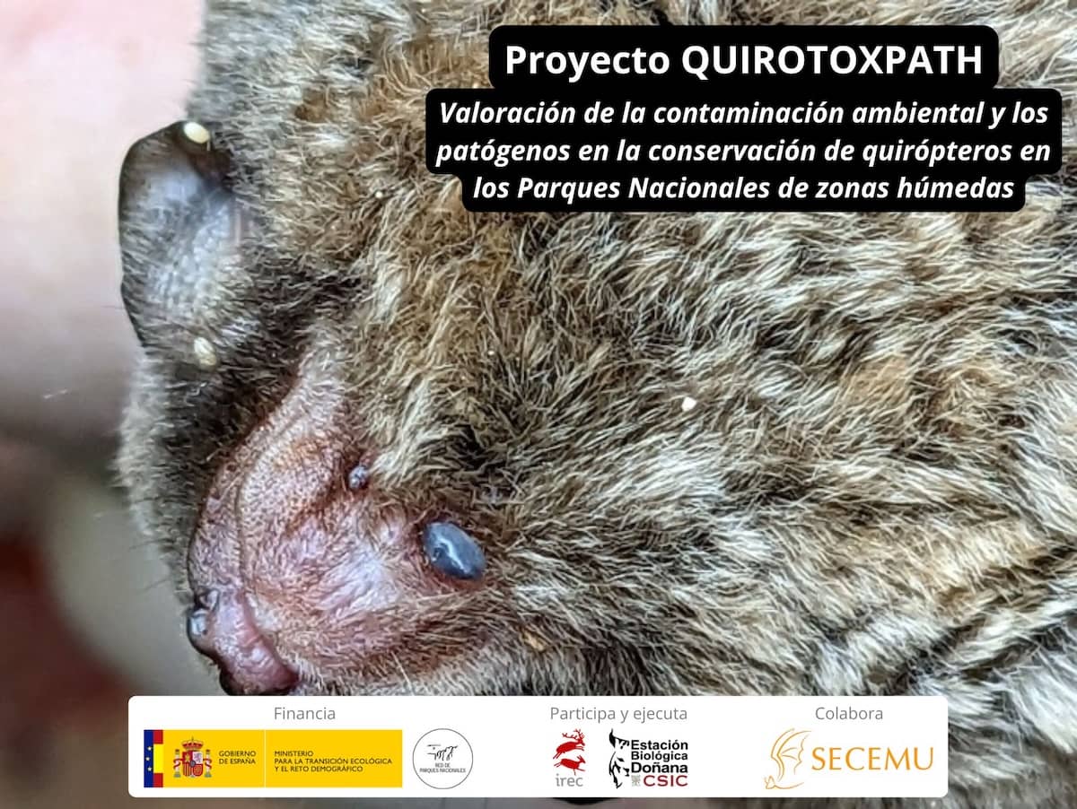 El Proyecto QUIROTOXPATH evaluará el impacto de la contaminación ambiental y los patógenos en la conservación de los murciélagos
