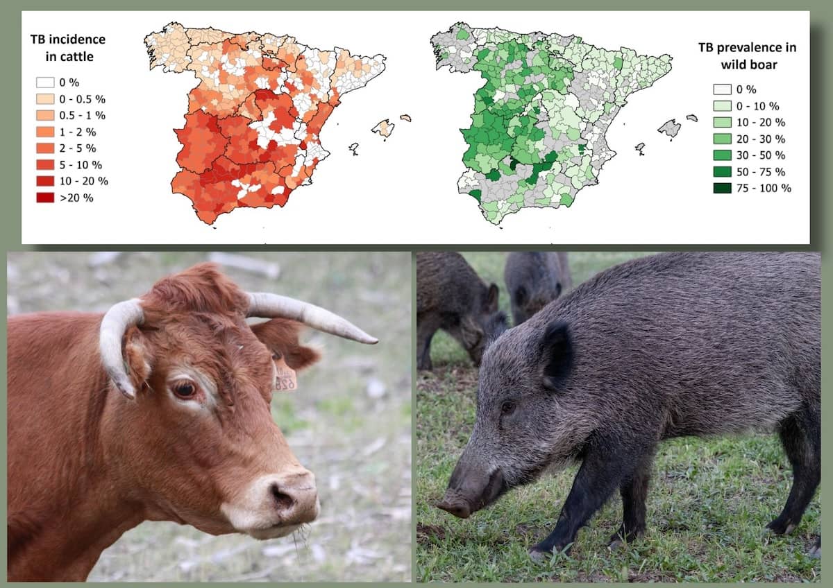 El papel de la fauna silvestre en la tuberculosis en ganado doméstico y su variabilidad regional