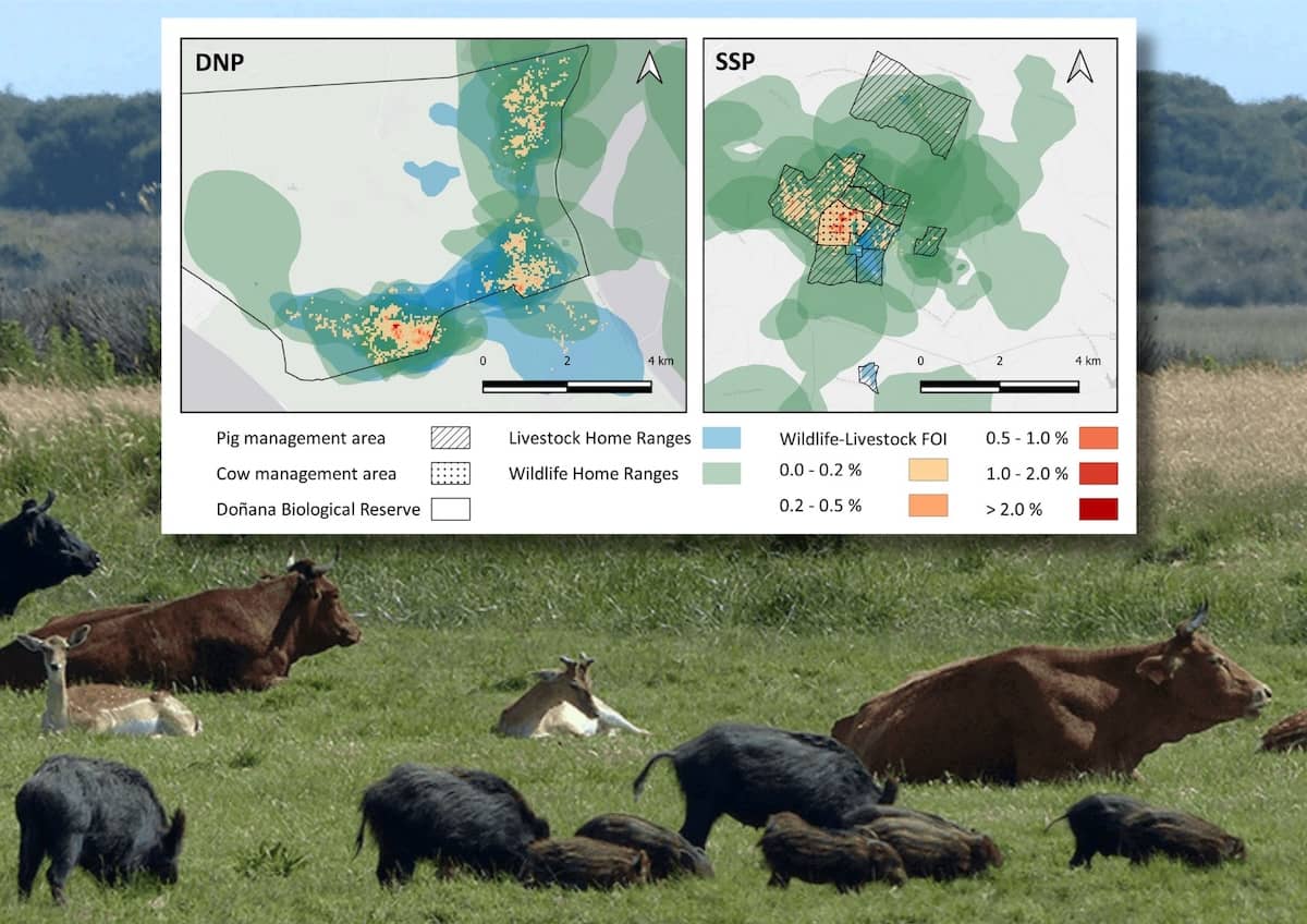 El papel de la fauna silvestre en la tuberculosis en ganado doméstico y su variabilidad regional