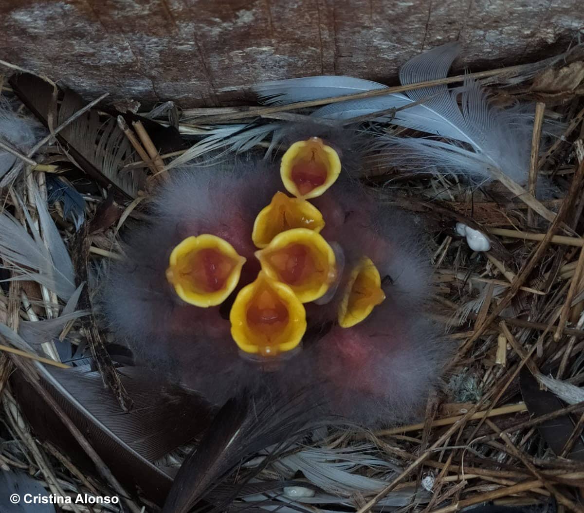 Un alto nivel de petición no afecta la salud de los pollos en aves