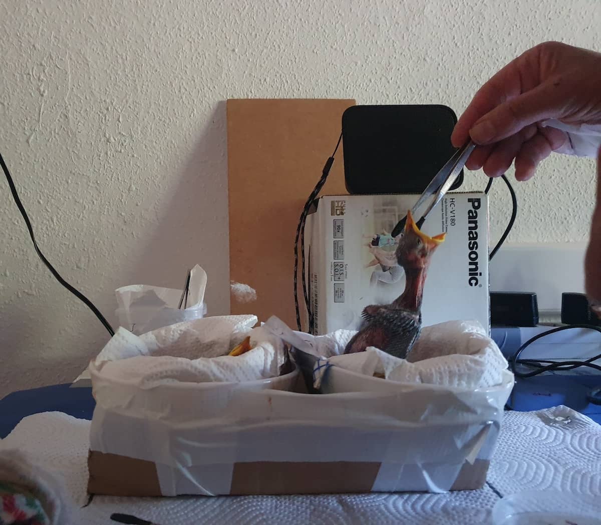 Un alto nivel de petición no afecta la salud de los pollos en aves