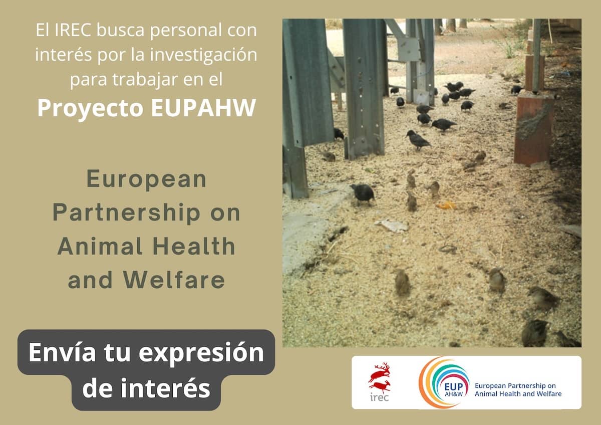 El IREC busca personal con interés por la investigación para trabajar en el Proyecto EUPAHW (European Partnership on Animal Health and Welfare)