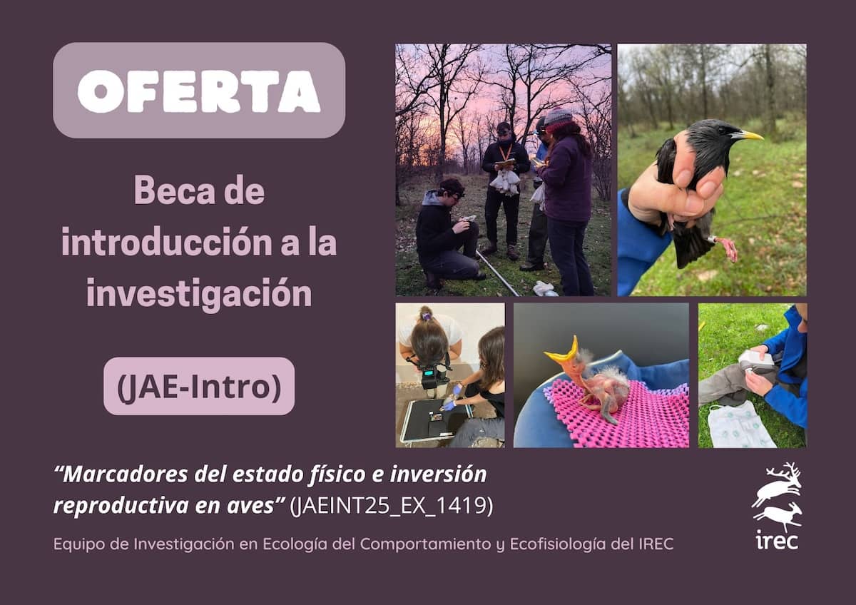 El Equipo de Investigación en Ecología del Comportamiento y Ecofisiología del IREC ofrece plan formativo para una beca JAE-Intro de investigación del CSIC